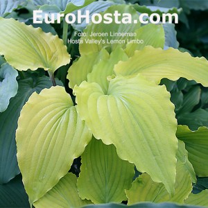 Hosta Valley’s Lemon Limbo