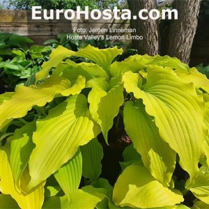 Hosta Valley’s Lemon Limbo