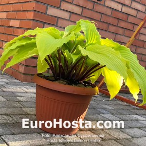 Hosta Valley’s Lemon Limbo