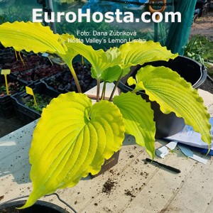 Hosta Valley’s Lemon Limbo