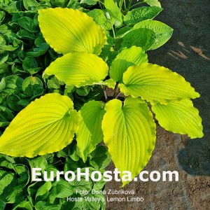 Hosta Valley’s Lemon Limbo