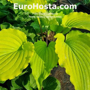 Hosta Valley’s Lemon Limbo