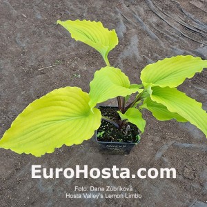 Hosta Valley’s Lemon Limbo