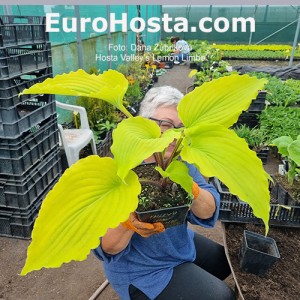 Hosta Valley’s Lemon Limbo