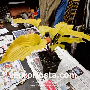 Hosta Valley’s Lemon Limbo