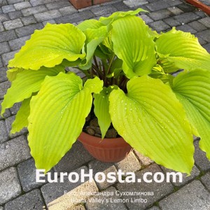 Hosta Valley’s Lemon Limbo