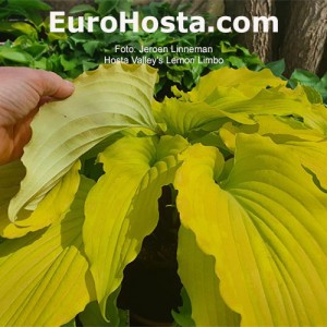 Hosta Valley’s Lemon Limbo