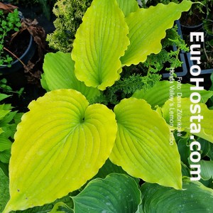 Hosta Valley’s Lemon Limbo