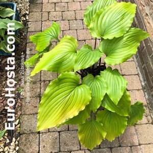 Hosta Valley’s Lemon Limbo