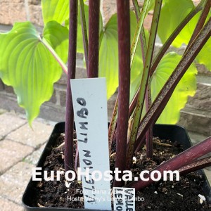 Hosta Valley’s Lemon Limbo