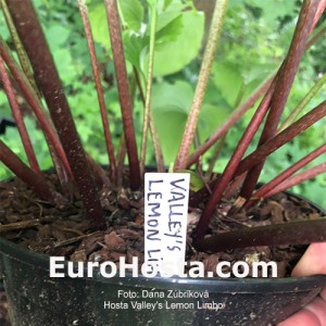 Hosta Valley’s Lemon Limbo