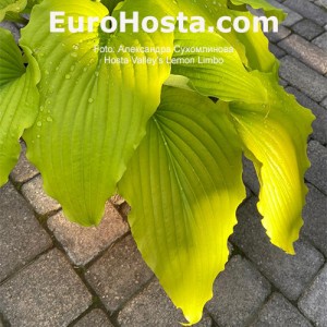 Hosta Valley’s Lemon Limbo