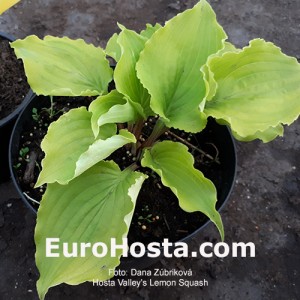 Hosta Valley's Lemon Squash