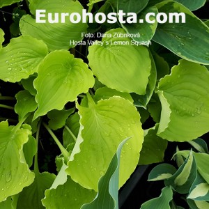 Hosta Valley's Lemon Squash