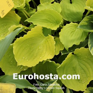 Hosta Valley's Lemon Squash