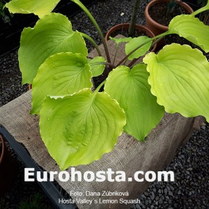 Hosta Valley's Lemon Squash