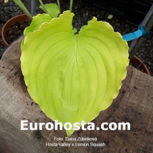 Hosta Valley's Lemon Squash