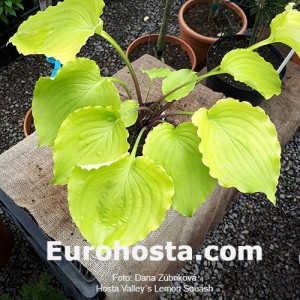 Hosta Valley's Lemon Squash