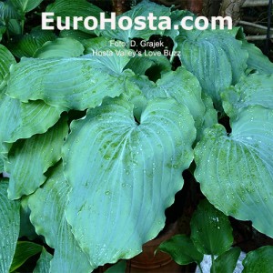 Hosta Valley's Love Buzz