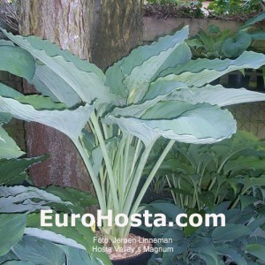 Hosta valley´s magnum