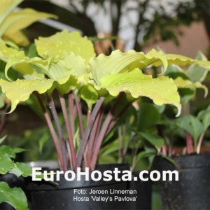 Hosta Valley’s Pavlova