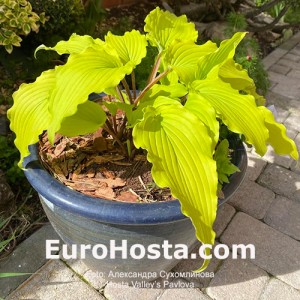 Hosta Valley’s Pavlova