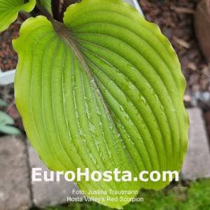 Hosta Valley’s Red Scorpio