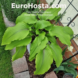 Hosta Valley’s Red Scorpio