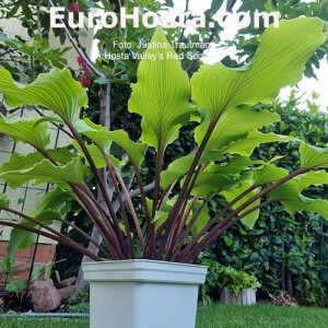 Hosta Valley’s Red Scorpio