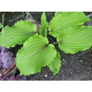 Hosta Valley’s Red Scorpio