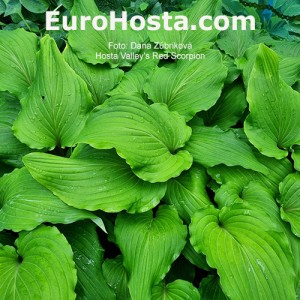 Hosta Valley’s Red Scorpio