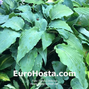 Hosta Valley's Silver Jet