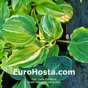 Hosta Valley's Ticket to Ride