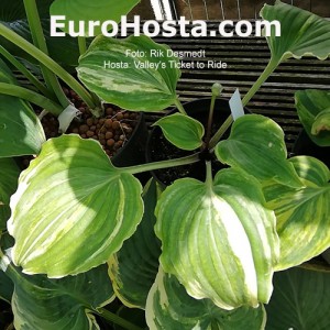 Hosta Valley's Ticket to Ride