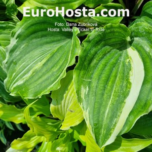 Hosta Valley's Ticket to Ride