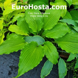 Hosta Valley's Up