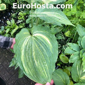 Hosta Valley's Waterfall