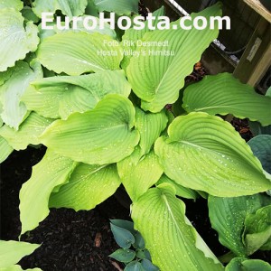 Hosta Valley's Himitsu