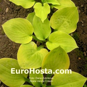 Hosta Vanilla Cream - Eurohosta