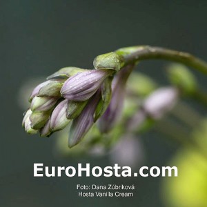 Hosta Vanilla Cream - Eurohosta