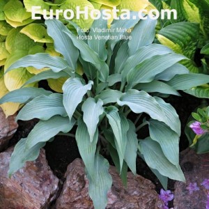 Hosta Venetian Blue