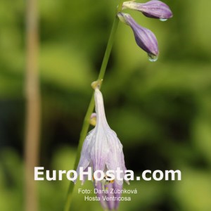 Hosta Ventricosa - Eurohosta