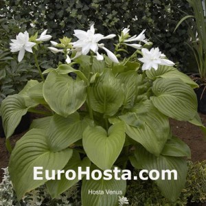 Hosta Venus