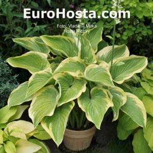 Hosta Victory - Eurohosta