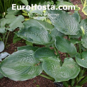 Hosta Vim and Vigor