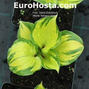 Hosta Volcano Island - Eurohosta.com 6