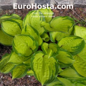 Hosta Volcano Island - Eurohosta