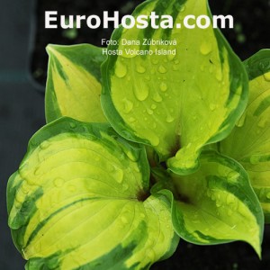 Hosta Volcano Island - Eurohosta