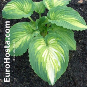 Hosta War Paint - Eurohosta