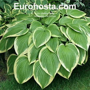 Hosta Warwick Choice 